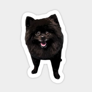 Pomeranian Black Beauty Sticker